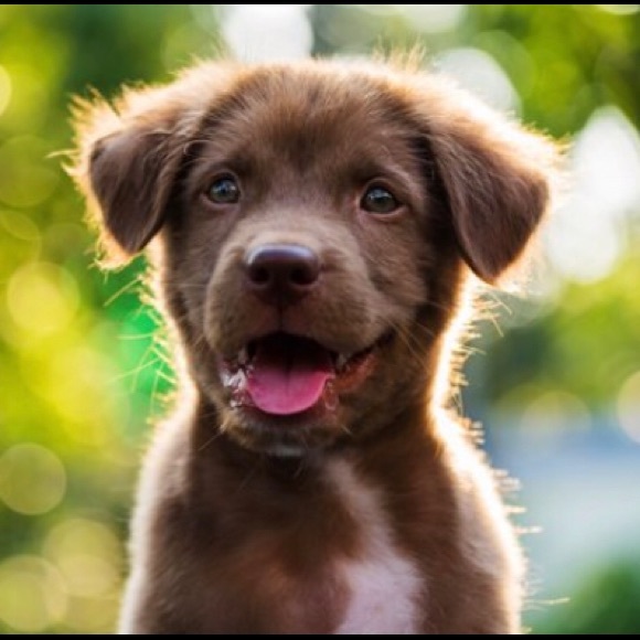 Meet your Posher, Zoe - Picture 1 of 1